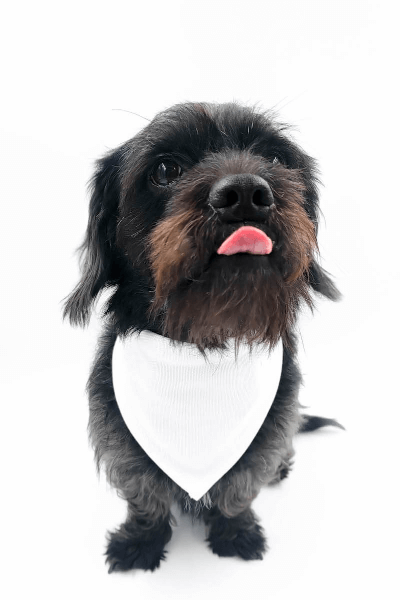 Šátek pro Psa s Potiskem 32 - 38 cm | Vytvoř si šátek